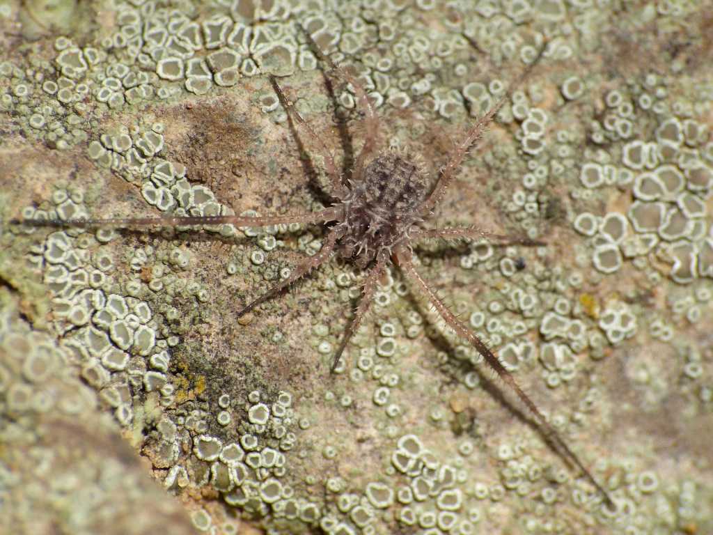 Giovane Lacinius cf. horridus - Tolfa (RM)